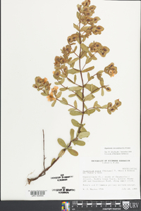 Hypericum crux-andreae image