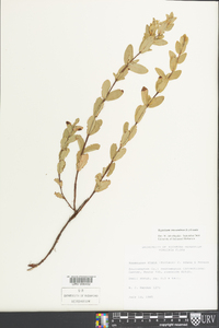 Hypericum crux-andreae image