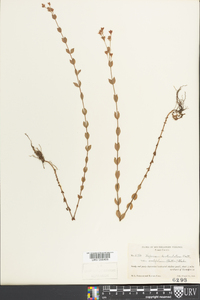 Hypericum denticulatum var. ovalifolium image