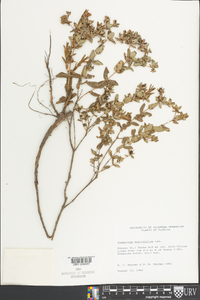 Hypericum myrtifolium image