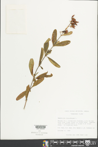 Hypericum prolificum image