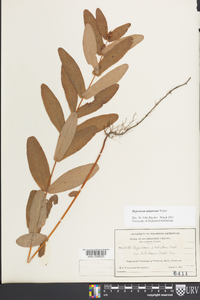 Hypericum tubulosum image