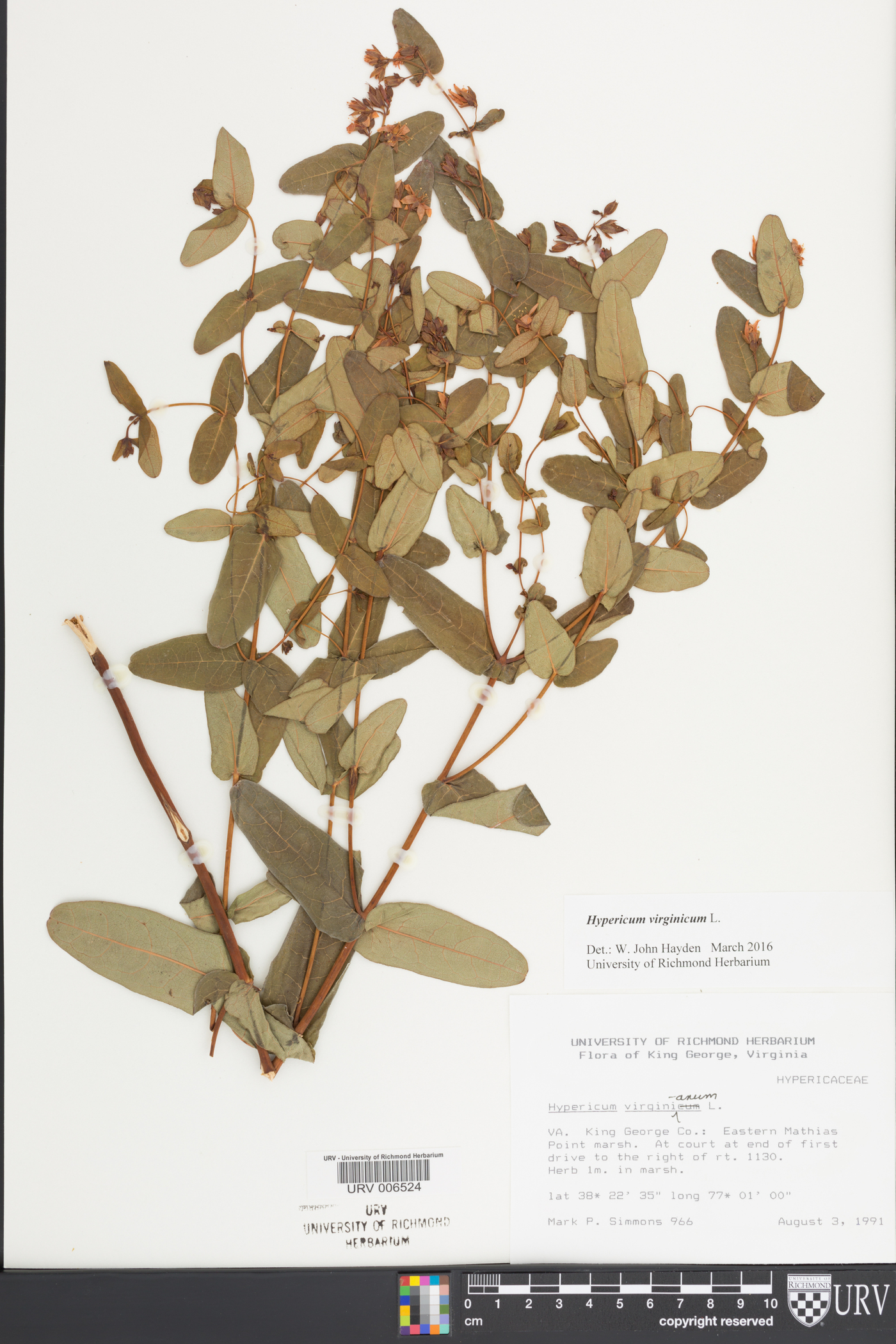 Hypericum virginicum image
