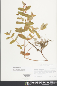 Hypericum virginicum image