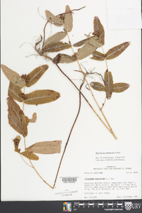 Hypericum tubulosum image