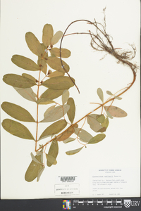 Hypericum walteri image