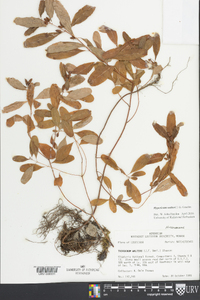 Hypericum walteri image