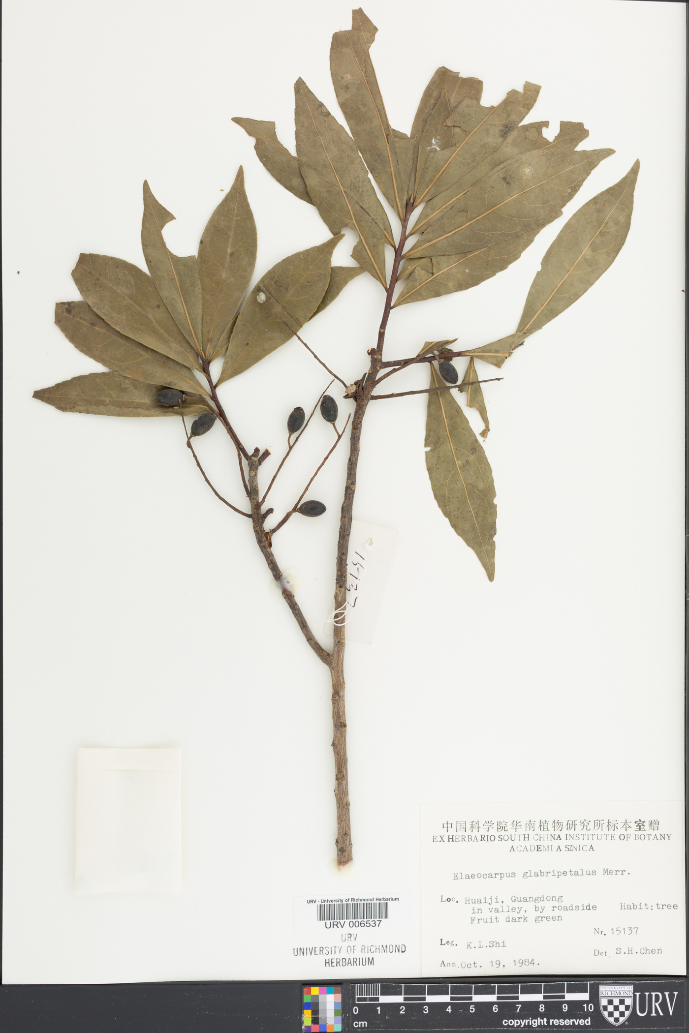 Elaeocarpus glabripetalus image
