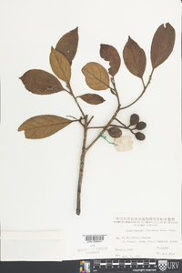 Elaeocarpus limitaneus image