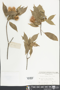Sloanea sinensis image