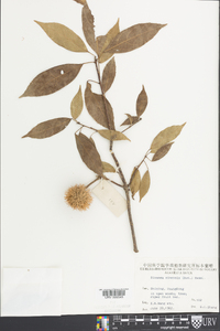 Sloanea sinensis image