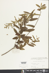 Helicteres angustifolia image