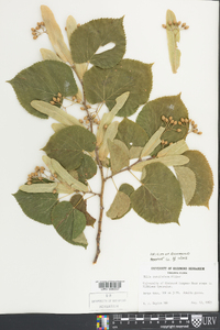 Tilia americana var. heterophylla image