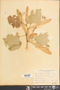 Tilia heterophylla image