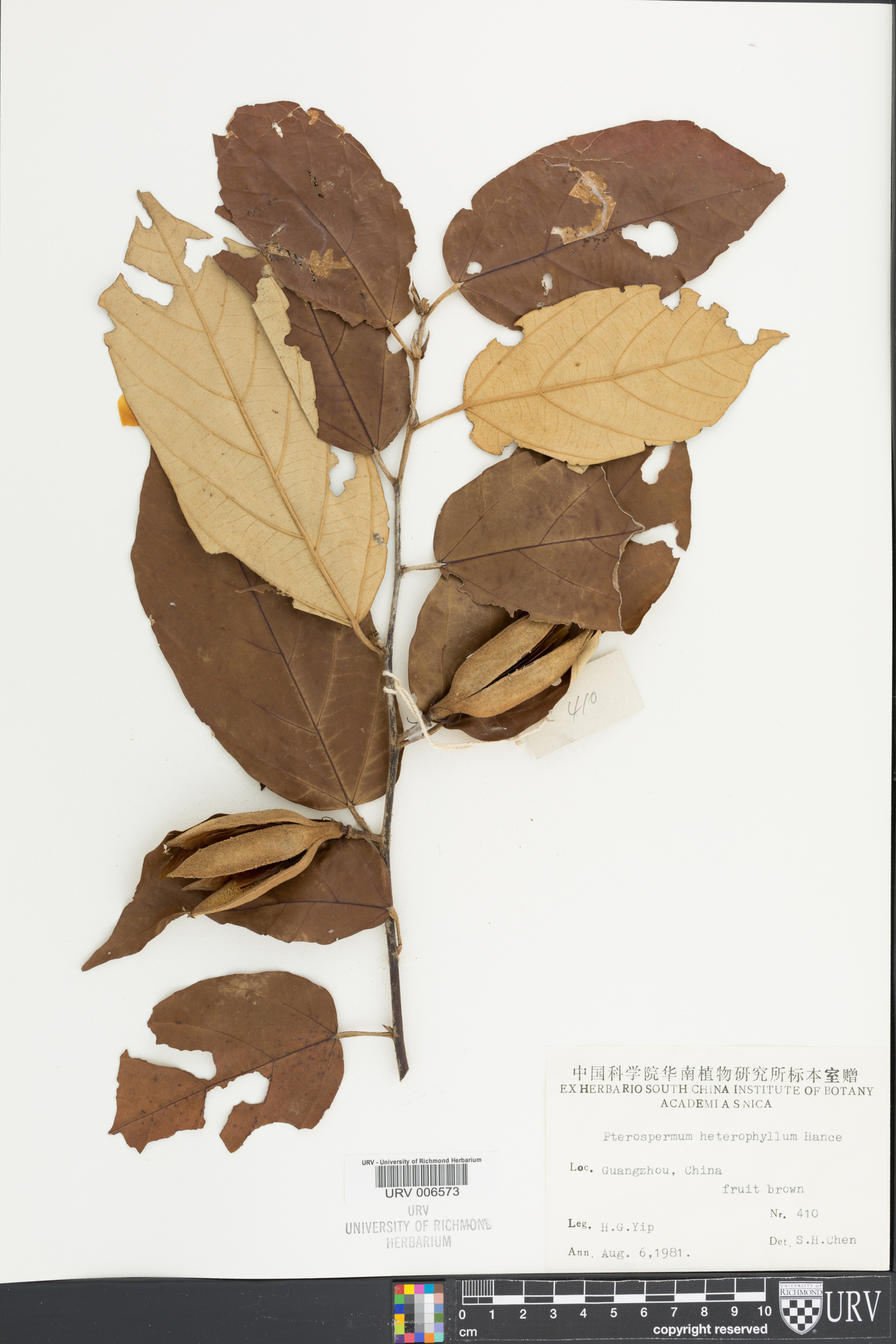 Pterospermum heterophyllum image
