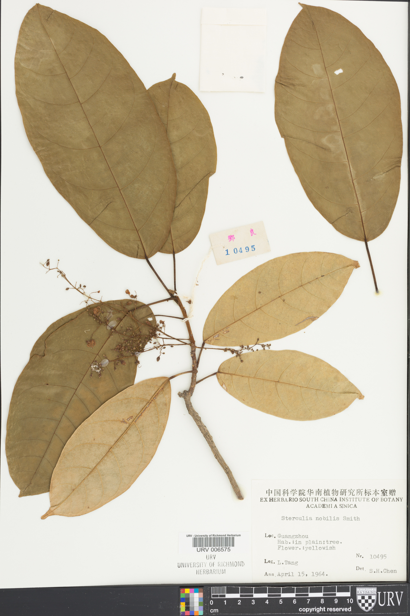 Sterculia monosperma image