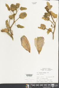 Hibiscus trilobus image
