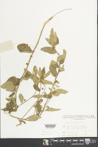 Sida rhombifolia image