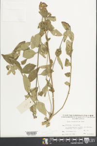 Sida rhombifolia image