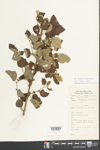 Urena lobata image