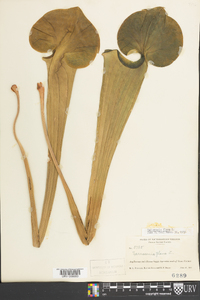 Sarracenia flava image