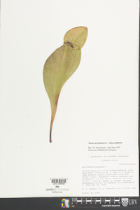 Sarracenia purpurea image