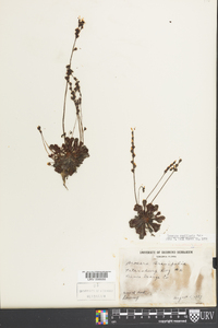 Drosera capillaris image