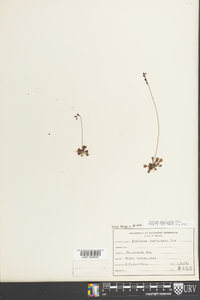 Drosera capillaris image