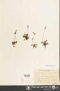 Drosera capillaris image