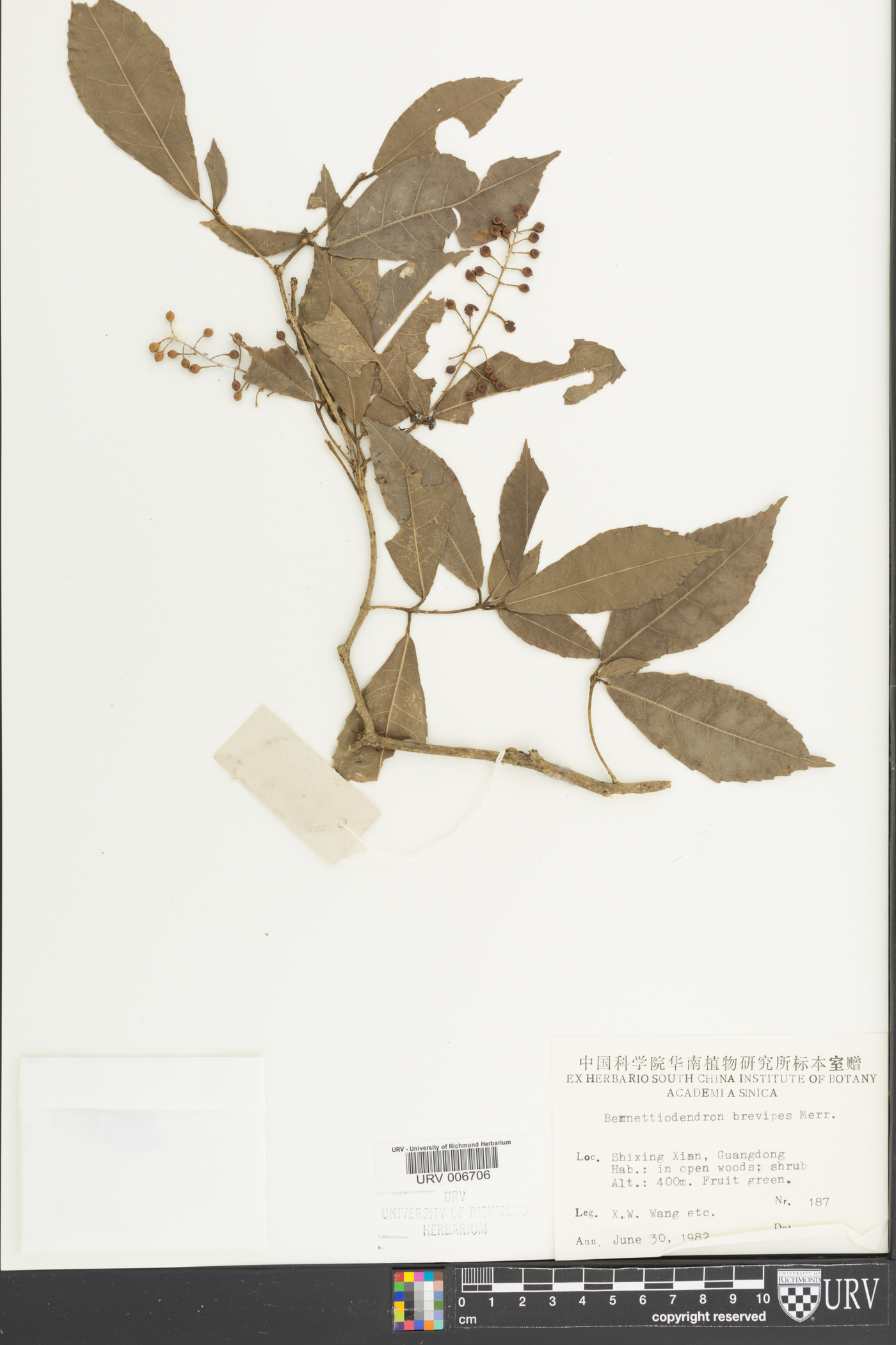 Bennettiodendron brevipes image