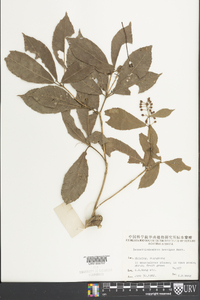 Bennettiodendron brevipes image