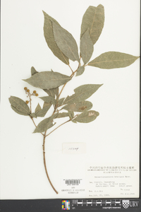 Bennettiodendron brevipes image