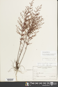 Lechea pulchella image