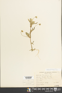 Viola arvensis image