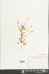 Viola arvensis image