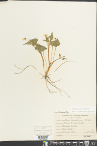 Viola pubescens var. scabriuscula image