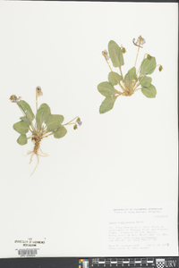 Viola fimbriatula image