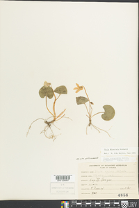 Viola hirsutula image