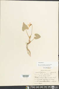 Viola palmata image