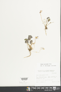 Viola cucullata image