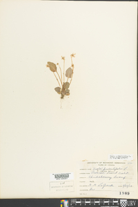 Viola primulifolia image