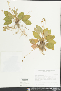 Viola primulifolia image