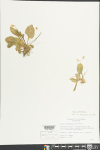 Viola primulifolia image