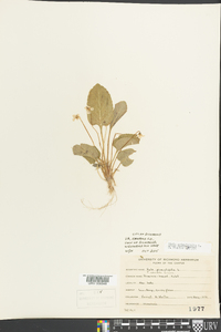 Viola primulifolia image