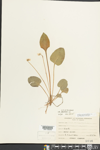 Viola primulifolia image