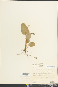 Viola primulifolia image