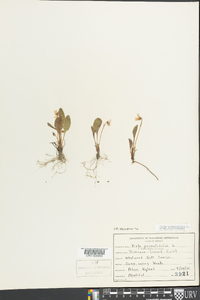 Viola primulifolia image