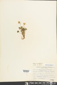 Viola primulifolia image