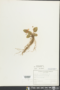 Viola primulifolia image