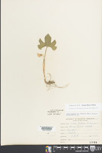 Viola triloba var. dilatata image